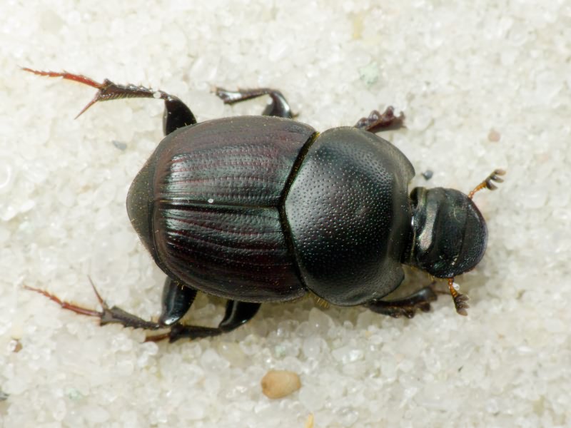 Onthophagus illyricus (Scopoli, 1763)